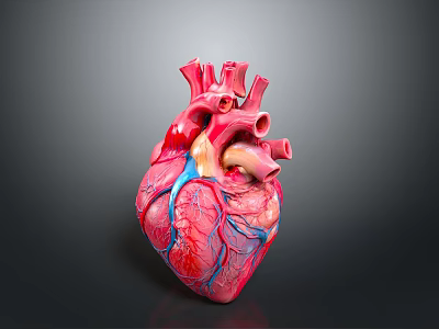 Anatomical Human Heart Model With Detailed Vascular Structure And Red Blue Tissues 3d model