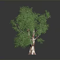 Healthy Green Tree With Lush Foliage And Brown Trunk On Dark Background