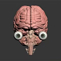 Medical Device Featuring Anatomical Brain Model With Connected Eyeballs 3d model