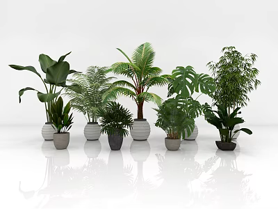 Indoor Green Plant Combination With Various Leafy Plants In Different Pots 3d model