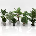 Indoor Green Plant Combination With Various Leafy Plants In Different Pots