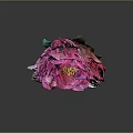 Pink Peony Flower Featuring Layered Pink White Petals And Yellow Stamen Center On Dark Background