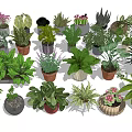 Diverse Potted Plants Including Green Leafy and Succulent Varieties in Ceramic Plastic Pots