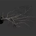 Dry Tree with Twisted Trunk and Leafless Stretched Branches on White Background with Smooth Surface