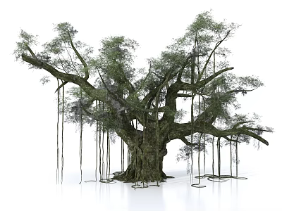 Majestic Arbor Tree With Thick Trunk Lush Green Foliage And Hanging Aerial Roots 3d model