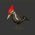 Woodpecker With Red Crest Long Beak White Facial Stripes And Dark Body On Gray Background