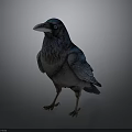 Realistic Blue Gray Crow With Blue Eyes Standing Against Dark Background