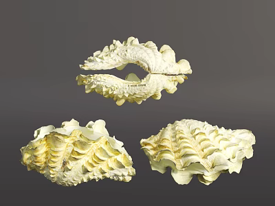 Aquatic Animals Displaying Three Shells With Intricate Patterns And Natural Texture 3d model