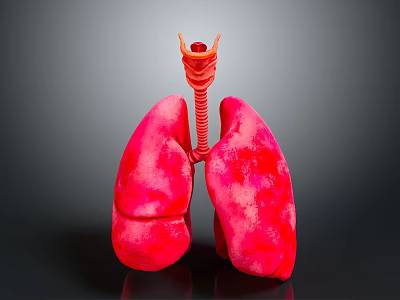 Medical Device Anatomical Lung Model With Detailed Trachea Structure 3d model