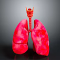 Medical Device Anatomical Lung Model With Detailed Trachea Structure