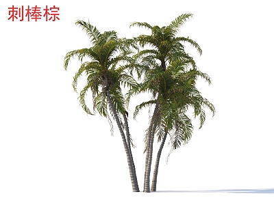 Sticks Brown Small Trees Plants 3d model