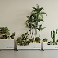 Decorative Shrub Arrangement With Palm Trees And Cacti In White Planters