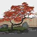 Red Maple Acer Maple Landscape Tree Model Tree 3d model