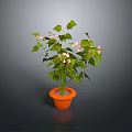 Indoor Decorative Plant With Green Leaves And Small Pink Flowers In Orange Pot