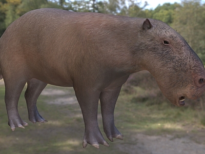 Mohs Founding Father Capybara Monisi Mouse Nissi Animal model