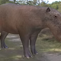 Mohs Founding Father Capybara Monisi Mouse Nissi Animal 3d model