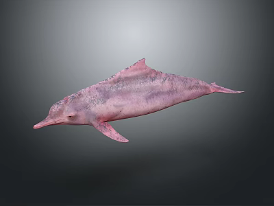 Pink Dolphin Marine Creature 3D Rendering With Spotted Textured Skin 3d model
