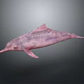 Pink Dolphin Marine Creature 3D Rendering With Spotted Textured Skin 3d model