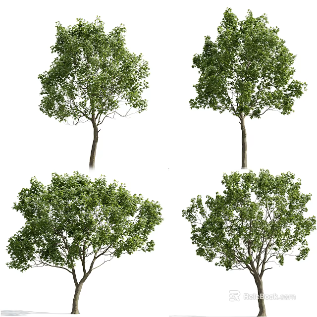Tall Arbor Trees With Lush Green Foliage And Natural Growth Forms 3d model 