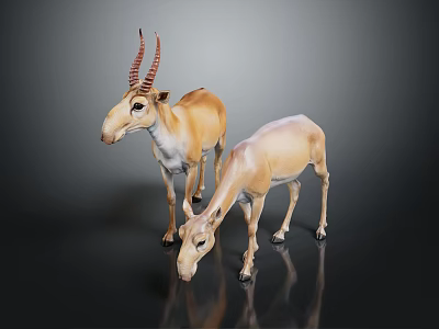 Two Light Brown Antelopes Standing on Dark Reflective Surface with Natural Posture 3d model
