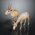 Two Light Brown Antelopes Standing on Dark Reflective Surface with Natural Posture 3d model