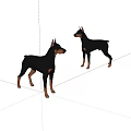 Two Black And Tan Doberman Pinschers Standing On White Background