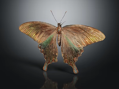 Brown Butterfly With Green Iridescent Wings Unique Wing Shape And Reflection On Dark Background 3d model
