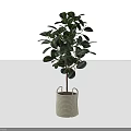 Potted Bonsai Plant With Green Round Leaves In Beige Fabric Pot