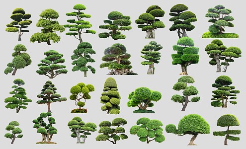 New Chinese Tree Banyan Tree Pile Head 3d model