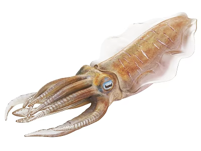 Brown Aquatic Squid With Long Tentacles Blue Eyes And Transparent Mantle 3d model