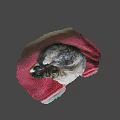 Adorable Video Game Cat Character Sleeping On Red Plush Blanket
