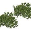 Plant Shrubs 3d model