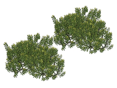 Plant Shrubs 3d model