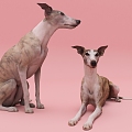 The Modern Dog 3d model