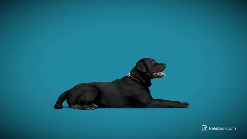 Black Reptile Resting On Blue Background With Extended Body And Open Mouth 3d model 