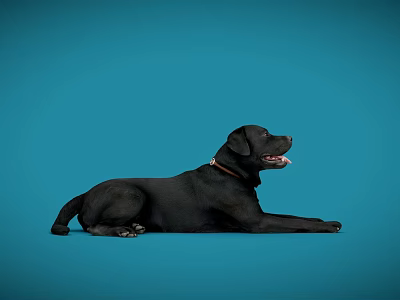 Black Reptile Resting On Blue Background With Extended Body And Open Mouth 3d model