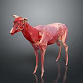 3D Rendered Animal Anatomical Model Showing Muscular Structure And Internal Organs