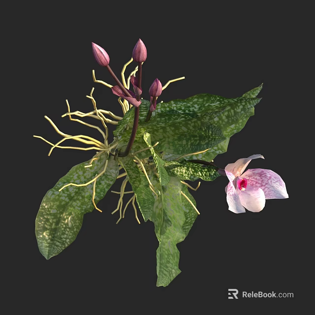 Exotic Pink Orchid Plant With Green Spotted Leaves And White Roots 3d model 