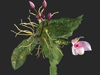 Exotic Pink Orchid Plant With Green Spotted Leaves And White Roots 3d model