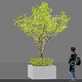 Illuminated tree with string lights in square stone planter and person standing nearby