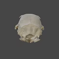 Detailed Animal Skull With Intricate Bone Structure And Sharp Teeth 3d model