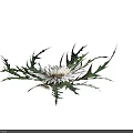 Elegant White Flower With Sharp Spiky Leaves On Black Background 3d model