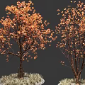 Colorful Arbor Tree With Orange Red Leaves And Brown Trunk On Decorative Grass Base