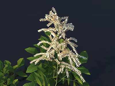 Lush Flowering Plant With White Spikes And Vibrant Green Leaves 3d model