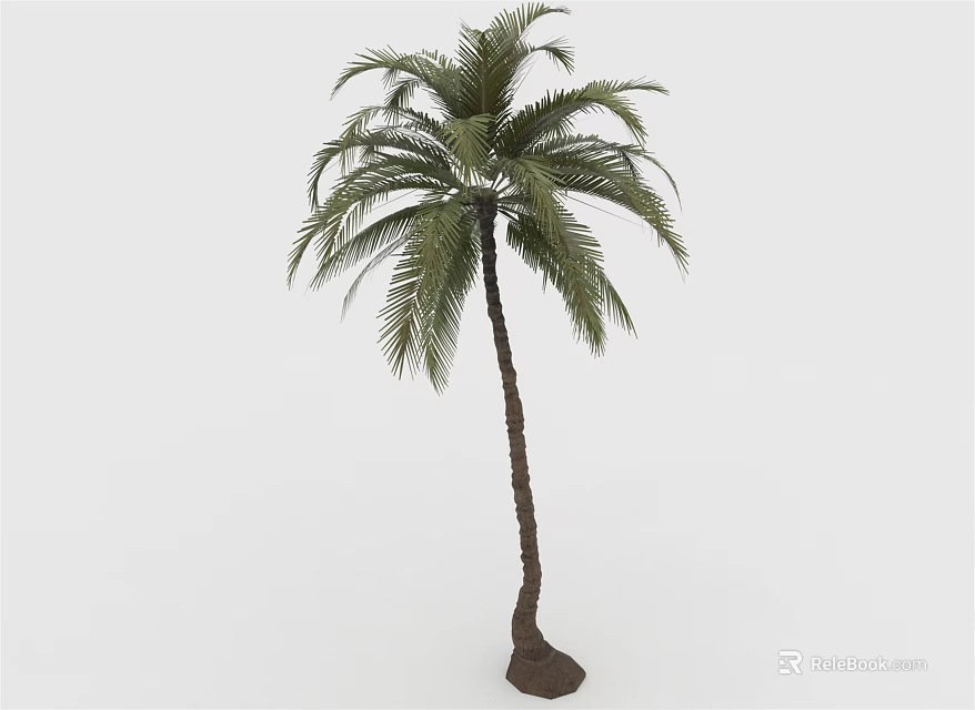 Tall Palm Tree with Slender Trunk and Green Feathery Leaves on White Background 3d model 