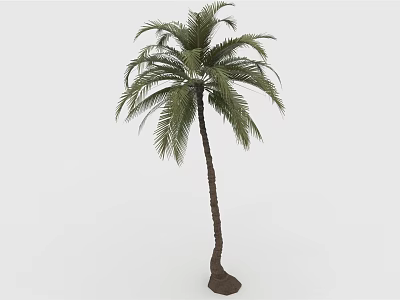 Tall Palm Tree with Slender Trunk and Green Feathery Leaves on White Background 3d model