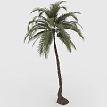 Tall Palm Tree with Slender Trunk and Green Feathery Leaves on White Background