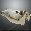 Anatomical Animal Skull Bone Structure With Teeth And Eye Sockets Details