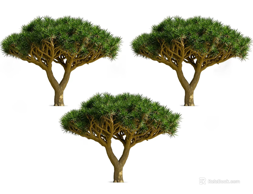 Dragon Trees With Umbrella Shaped Canopy And Lush Green Foliage 3d model 