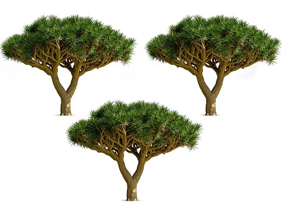 Dragon Trees With Umbrella Shaped Canopy And Lush Green Foliage 3d model